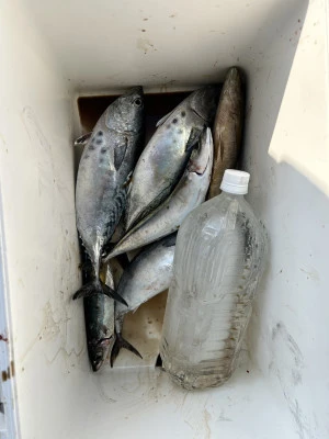 川端渡船の2023年10月25日(水)1枚目の写真