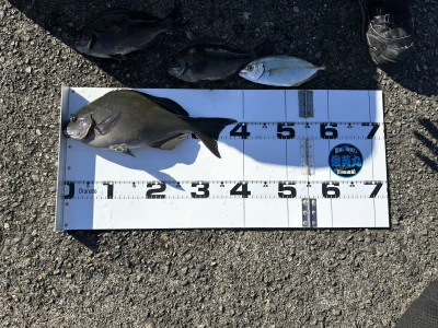 川端渡船の2023年10月29日(日)1枚目の写真