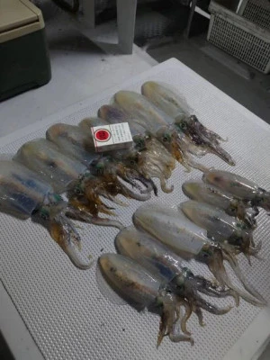 小川釣具（彗星マリン）の2023年10月26日(木)1枚目の写真