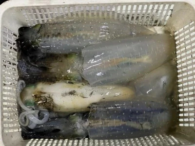 小川釣具（彗星マリン）の2023年11月5日(日)1枚目の写真