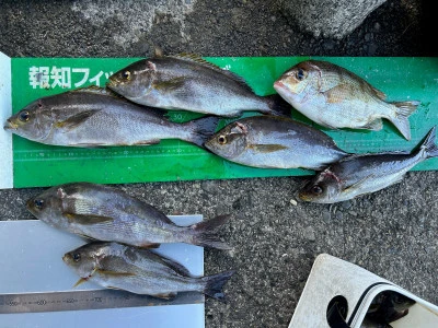 マルヒサ渡船の2023年11月21日(火)2枚目の写真