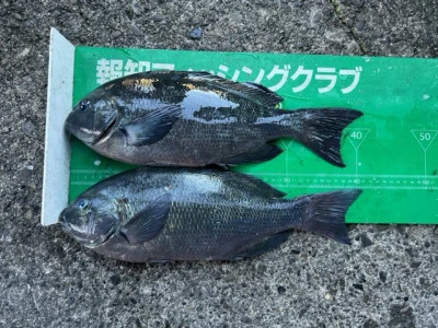 マルヒサ渡船の2023年11月23日(木)1枚目の写真