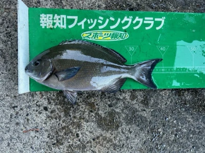 マルヒサ渡船の2023年11月23日(木)4枚目の写真