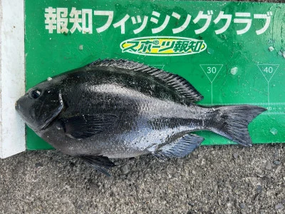 マルヒサ渡船の2023年11月29日(水)2枚目の写真