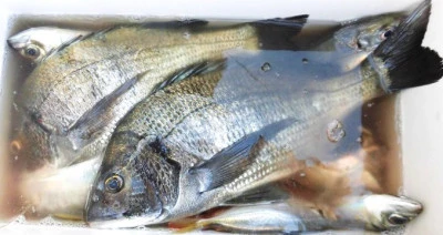 一樹丸の2023年10月29日(日)1枚目の写真