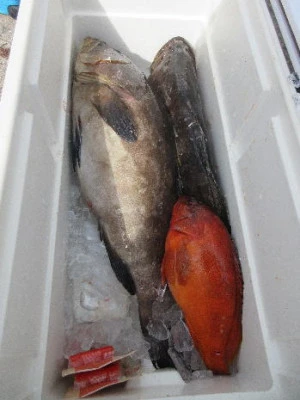 中山総合釣センター・海遊の2023年11月12日(日)4枚目の写真