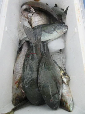中山総合釣センター・海遊の2023年11月12日(日)5枚目の写真