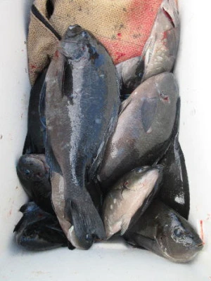 中山総合釣センター・海遊の2023年12月10日(日)2枚目の写真