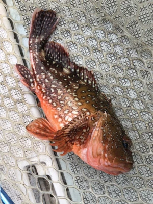ARCADIA SALTWATER SERVICEの2023年12月24日(日)5枚目の写真