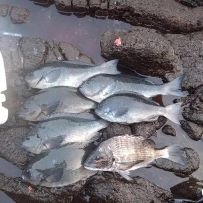 浜吉丸の2024年1月11日(木)1枚目の写真