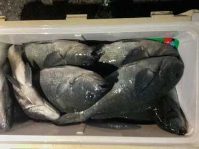 浜吉丸の2024年1月11日(木)5枚目の写真