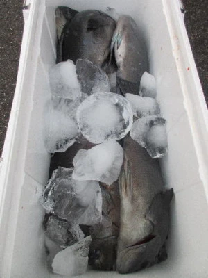 中山総合釣センター・海遊の2023年12月30日(土)2枚目の写真