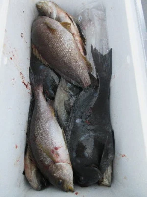 中山総合釣センター・海遊の2024年1月5日(金)5枚目の写真