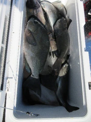 中山総合釣センター・海遊の2024年1月8日(月)3枚目の写真