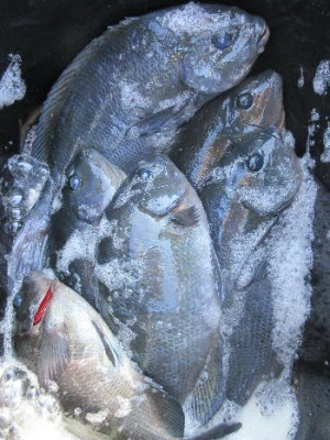 中山総合釣センター・海遊の2024年1月8日(月)4枚目の写真