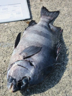 中山総合釣センター・海遊の2024年1月8日(月)5枚目の写真