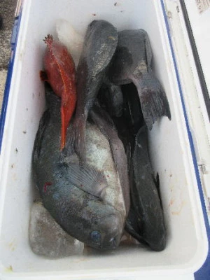 中山総合釣センター・海遊の2024年1月14日(日)1枚目の写真