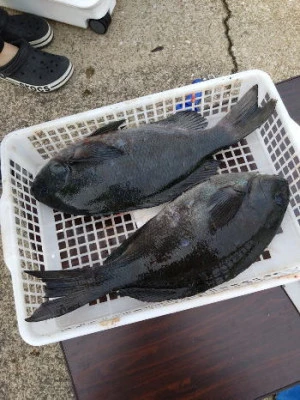 中山総合釣センター・海遊の2024年2月8日(木)4枚目の写真
