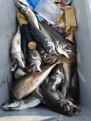中山総合釣センター・海遊の2024年2月11日(日)5枚目の写真
