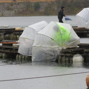 長谷大池釣り池センターの2024年2月25日(日)3枚目の写真