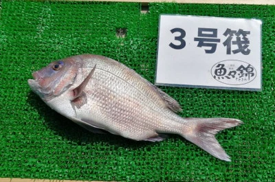 三重外湾漁協 錦事業所直営 釣り筏の2024年3月15日(金)1枚目の写真
