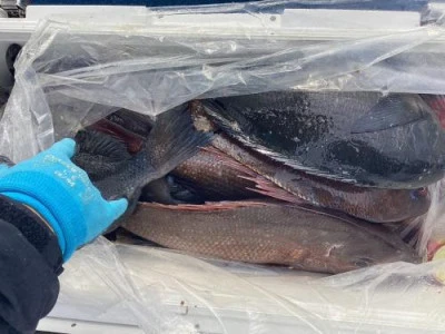 浜吉丸の2024年4月1日(月)4枚目の写真