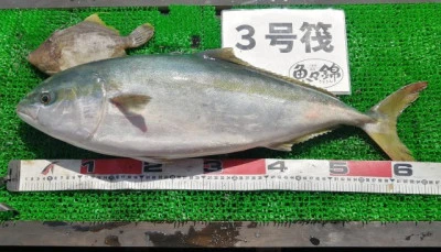 三重外湾漁協 錦事業所直営 釣り筏の2024年4月14日(日)4枚目の写真