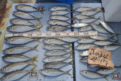 釣り船 秀進丸の2024年4月17日(水)2枚目の写真