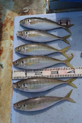 釣り船 秀進丸の2024年4月17日(水)3枚目の写真
