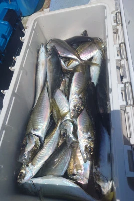 釣り船 秀進丸の2024年4月17日(水)4枚目の写真