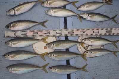 釣り船 秀進丸の2024年4月27日(土)5枚目の写真