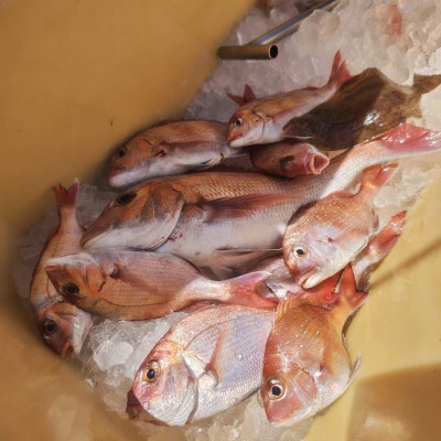 豊丸の2024年4月28日(日)4枚目の写真