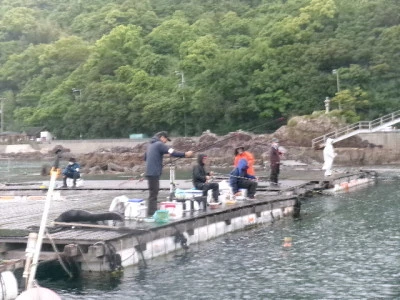 由良海つり公園&釣堀ランドの2024年5月1日(水)2枚目の写真