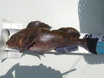 松島シーネットの2024年5月10日(金)4枚目の写真