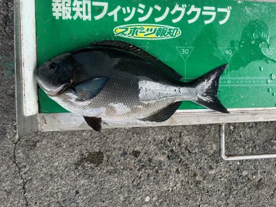 マルヒサ渡船の2024年6月3日(月)1枚目の写真