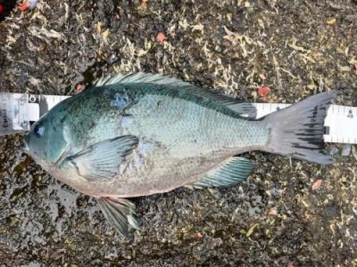 浜吉丸の2024年4月22日(月)3枚目の写真