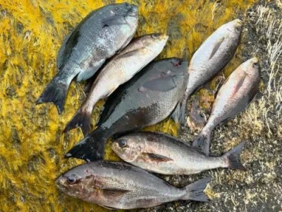 浜吉丸の2024年4月22日(月)5枚目の写真