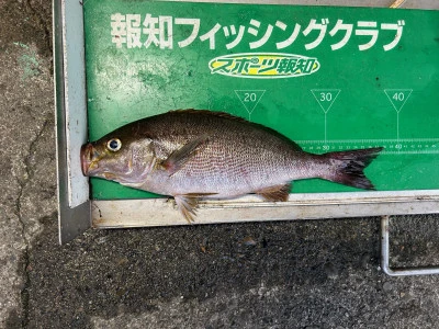 マルヒサ渡船の2024年6月6日(木)3枚目の写真