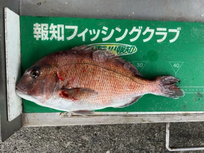 マルヒサ渡船の2024年6月15日(土)1枚目の写真
