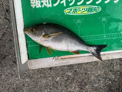 マルヒサ渡船の2024年6月17日(月)1枚目の写真
