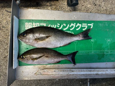 マルヒサ渡船の2024年6月26日(水)3枚目の写真