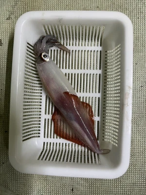 海照丸の2024年8月8日(木)3枚目の写真