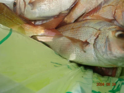 大栄丸の2024年8月24日(土)2枚目の写真