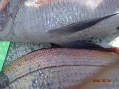 大栄丸の2024年8月24日(土)4枚目の写真