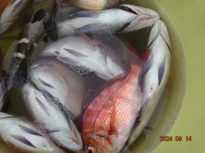 大栄丸の2024年9月14日(土)4枚目の写真