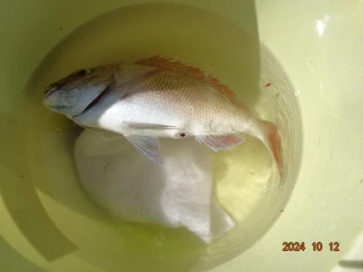 大栄丸の2024年10月12日(土)5枚目の写真