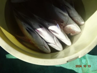 大栄丸の2024年10月13日(日)4枚目の写真