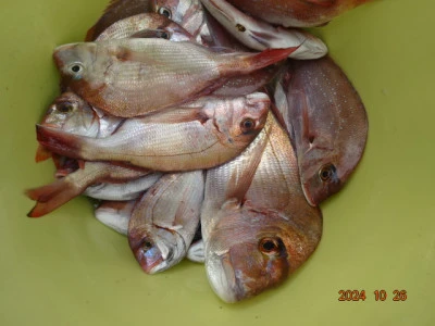 大栄丸の2024年10月26日(土)4枚目の写真