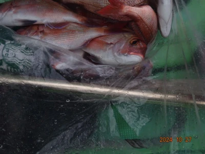 大栄丸の2024年10月27日(日)1枚目の写真