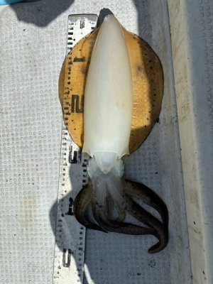 遊漁船響の2024年10月30日(水)4枚目の写真